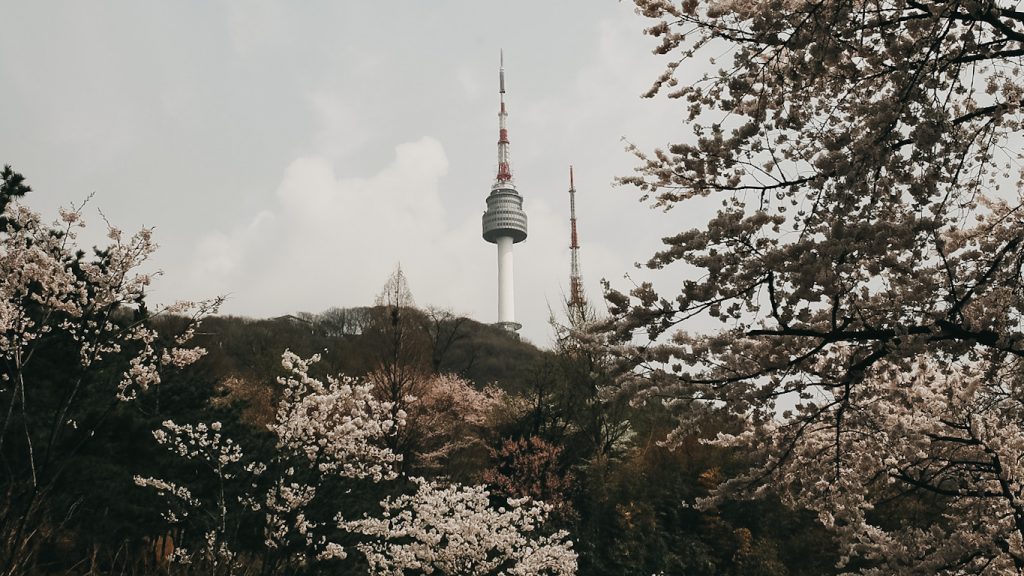 Namsan Tower Cherry Blossom