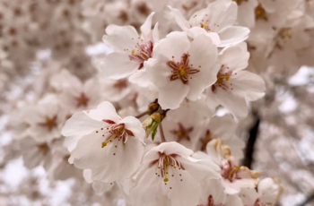 cherry blossom korea 2024